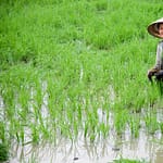 Lady in Rice Paddy - Outside Can Tho, Vietnam by Ralph Velasco
